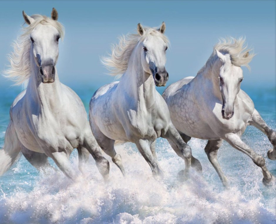 Красивая тройка лошадей