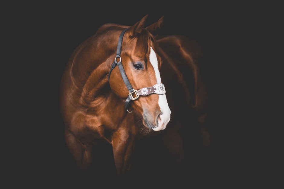 Лошадь на черном фоне