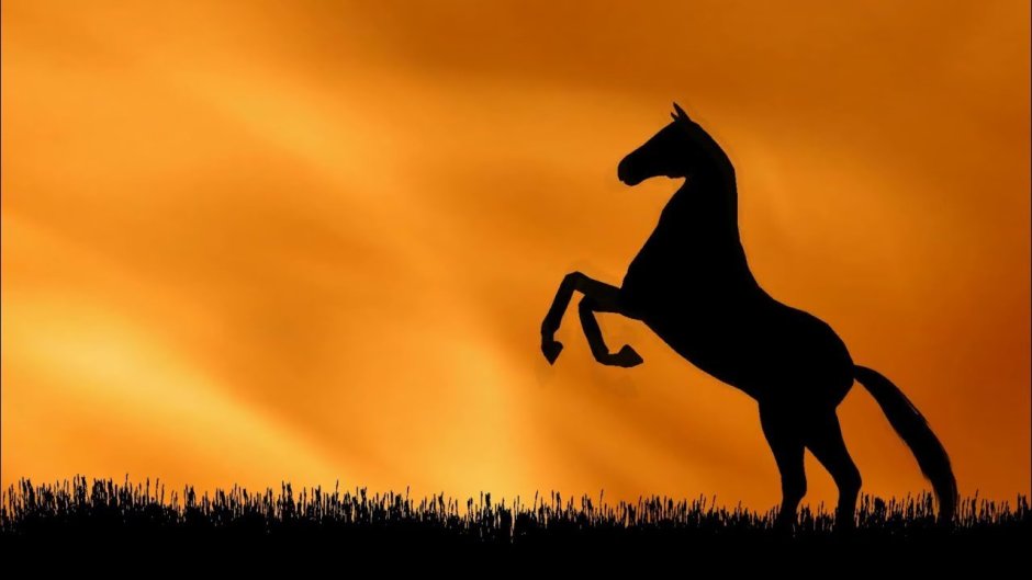 Лошадь фото