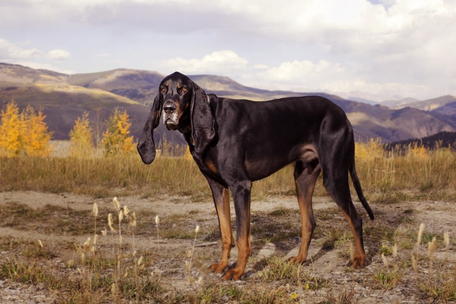 Сенбернар белый