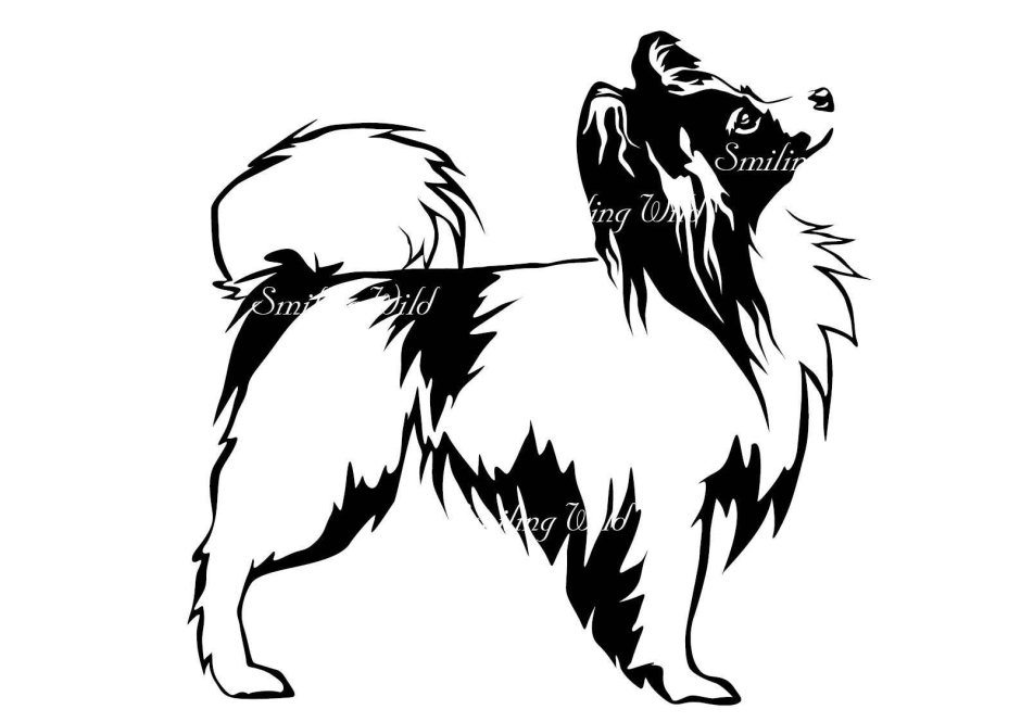 Раскраска Папильон собака