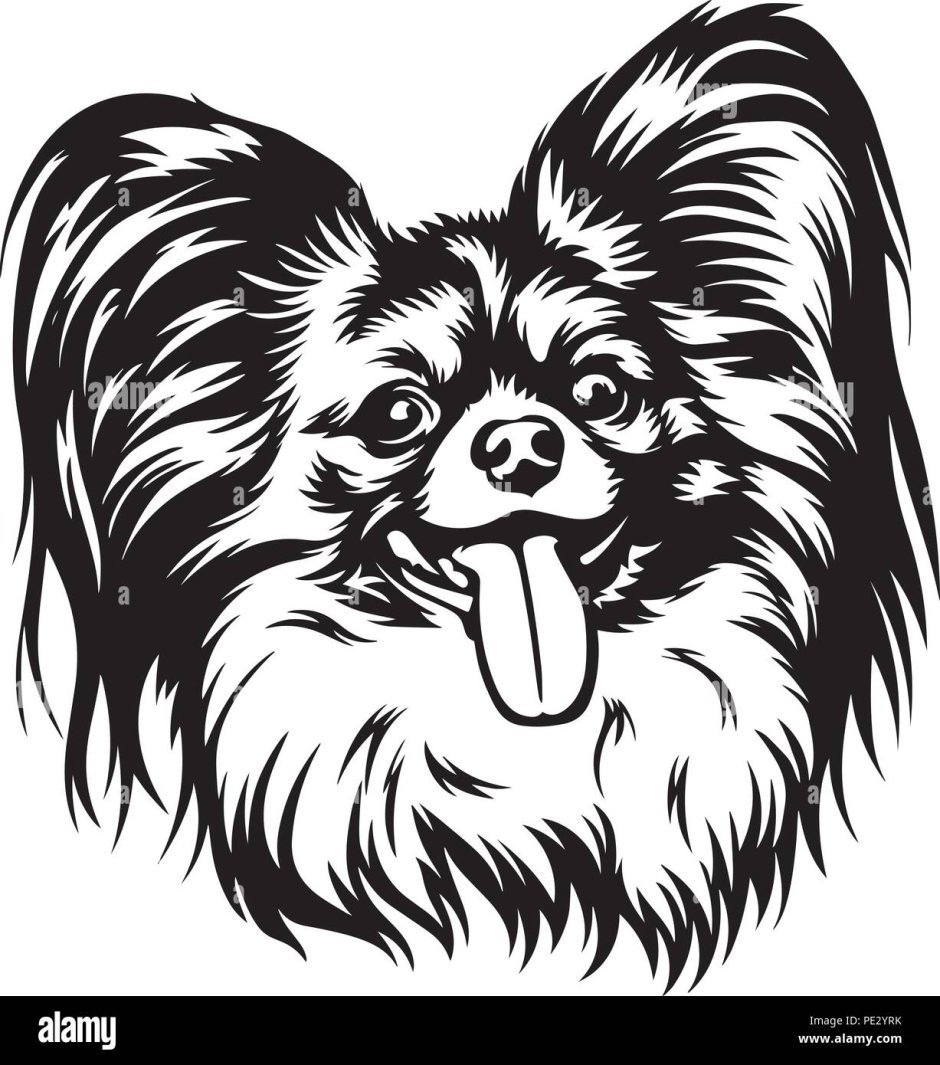 Папильон вектор