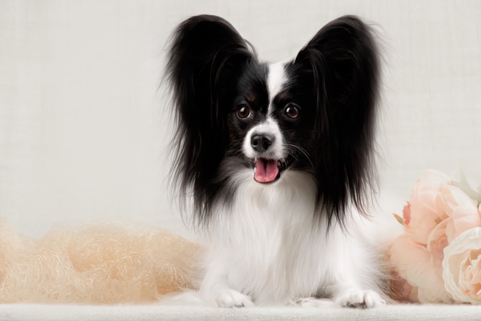 Томас Папийон