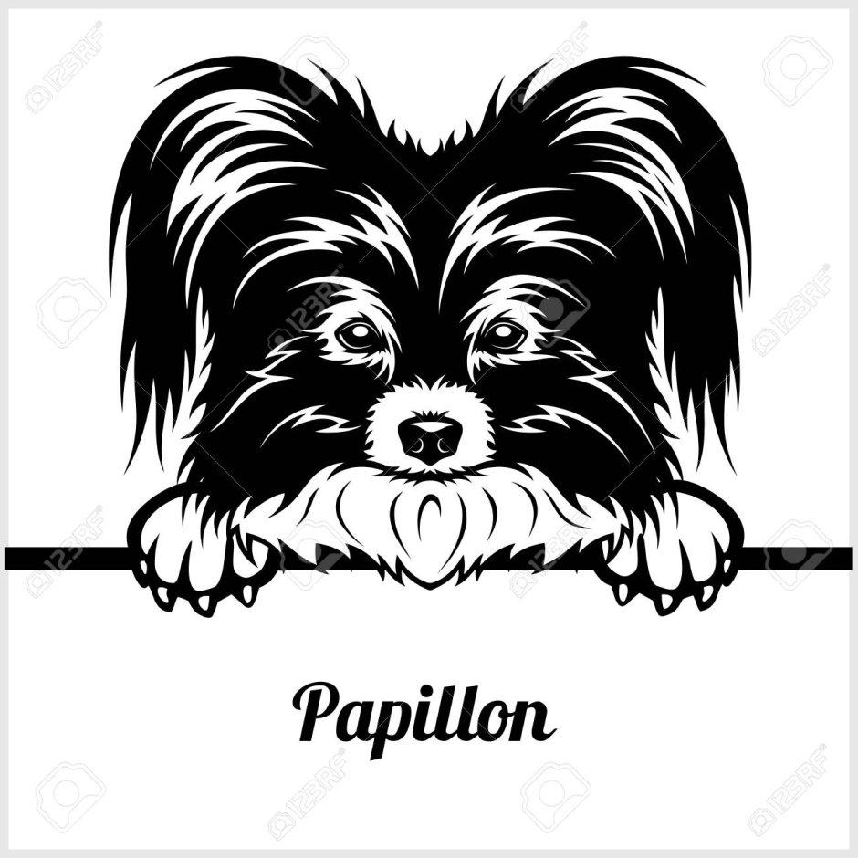 Папильон собака вектор