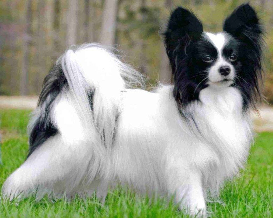 Папильон собака вектор