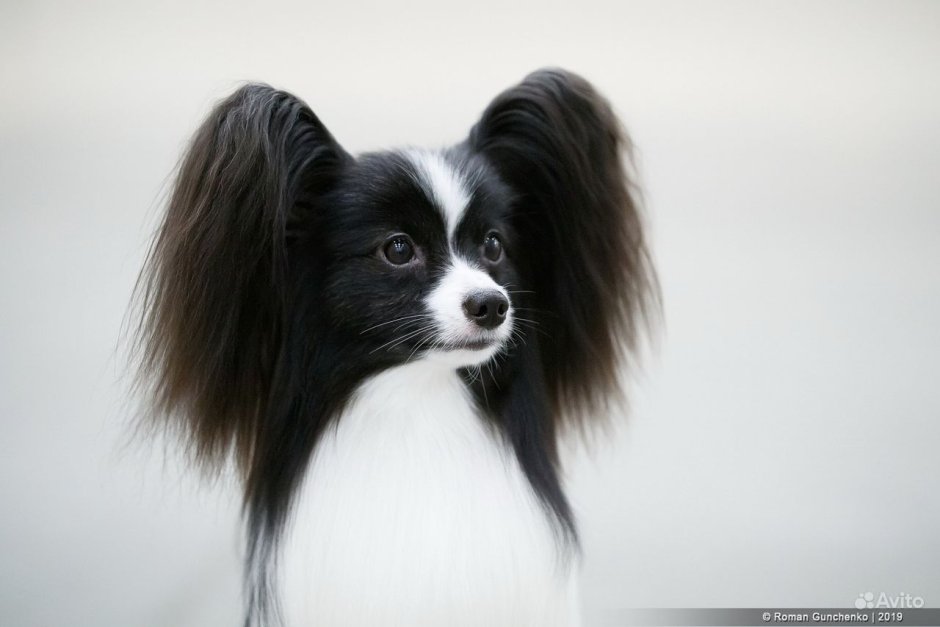 Папильон на белом фоне