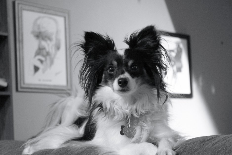 Чёрный Папильон дворняжка