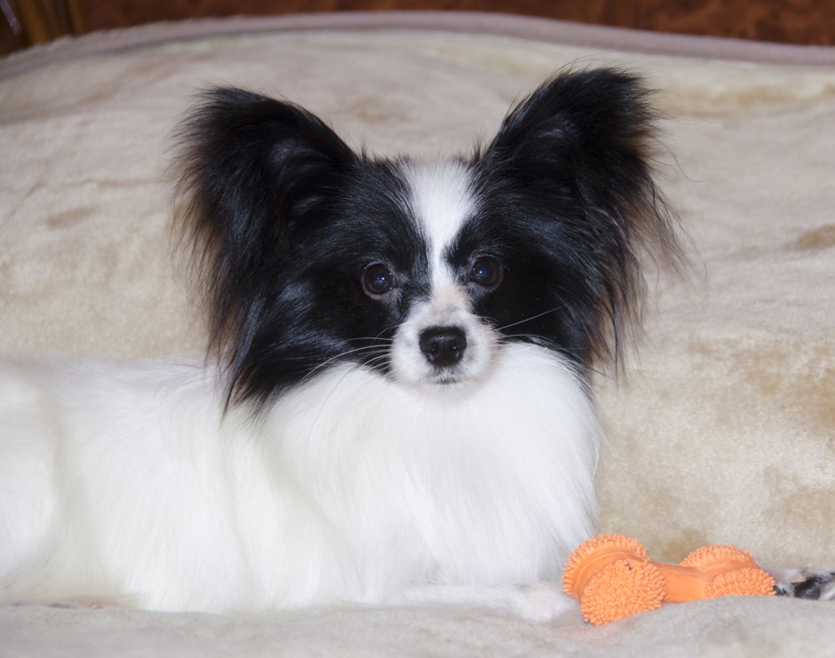 Папильон на черном фоне