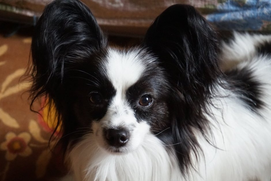 Бабочка Папильон черная