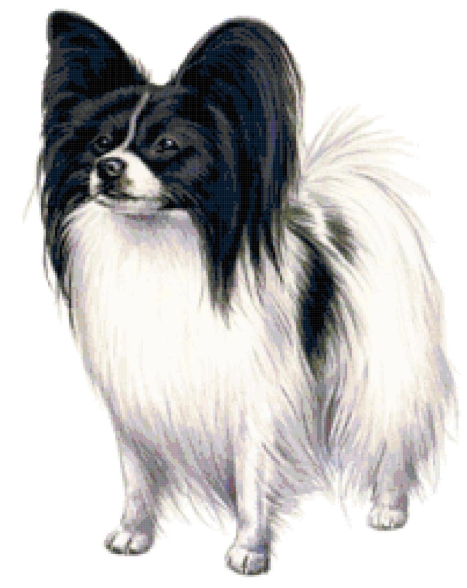 Раскраска Папильон собака