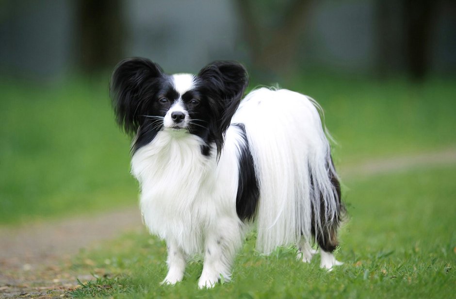 Собачка породы Папильон