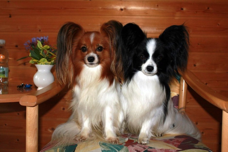 Китайская хохлатая пуховка черная