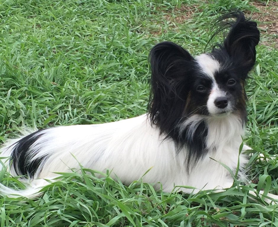 Папильон пушистый