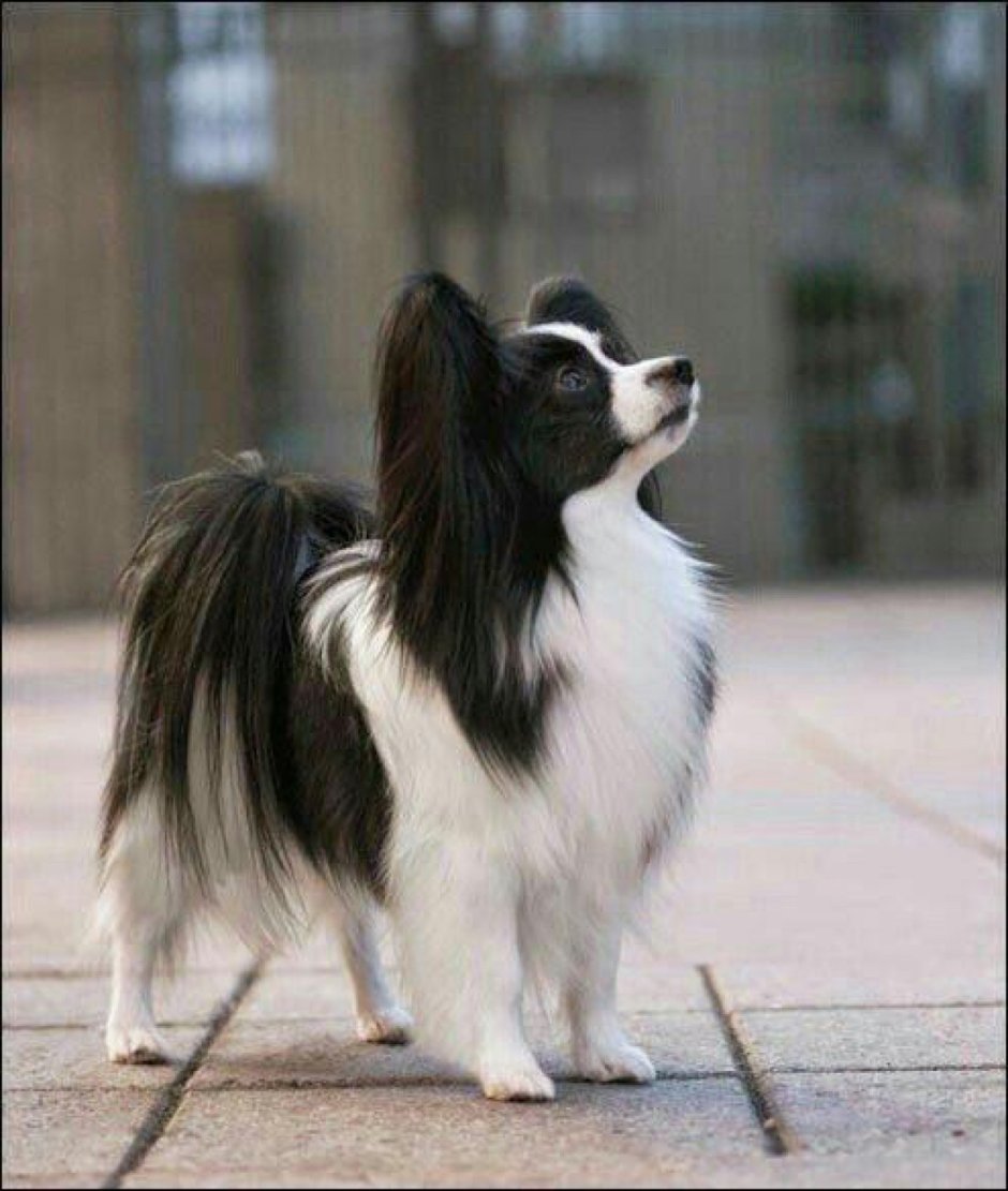 Папильон белый