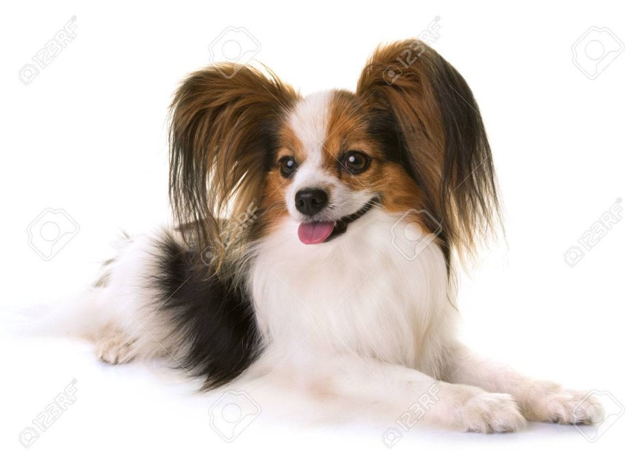 Континентальный той-спаниель