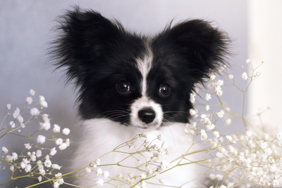 Картинка Папийон с одним черным глазом