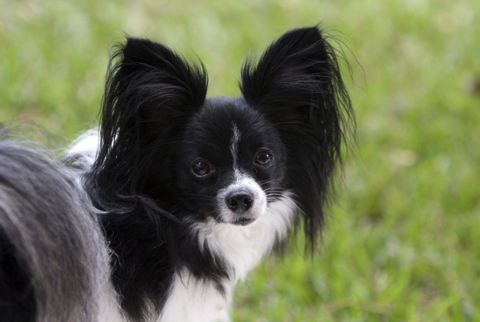 Папильон собака черно белая