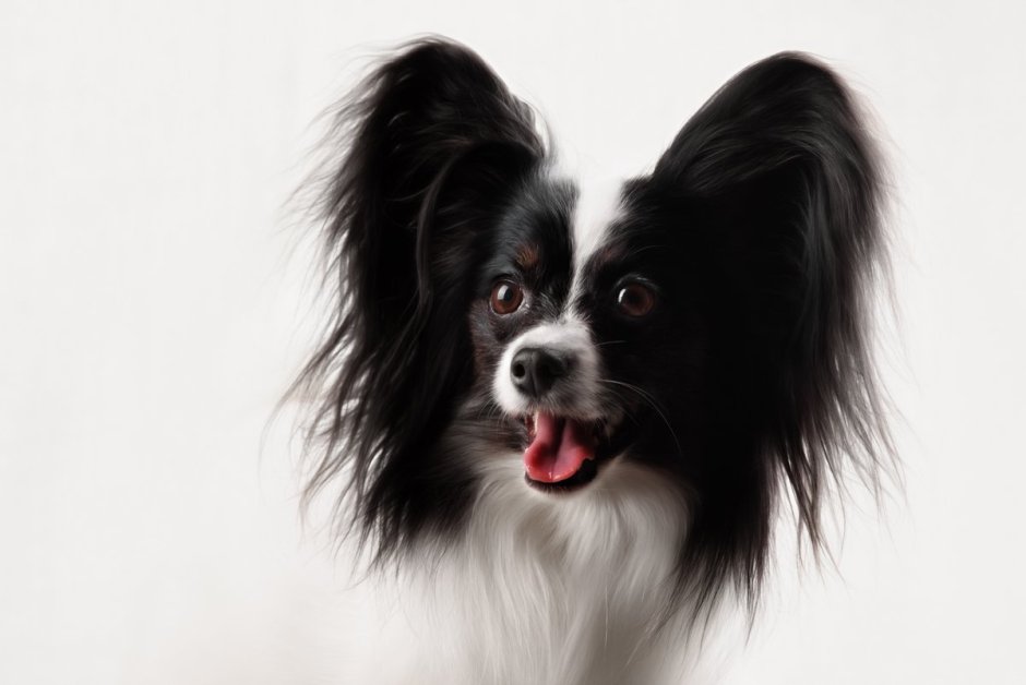 Папийонская собака