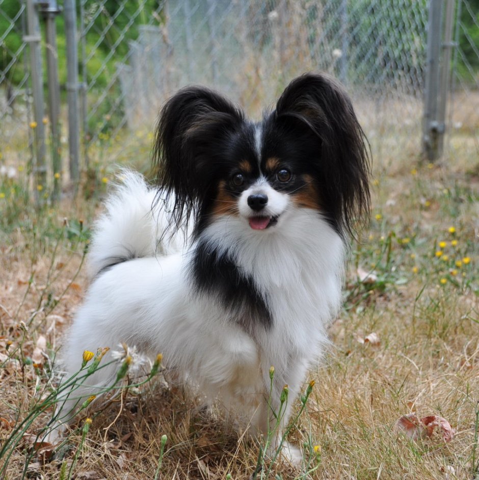 Папильон щенок с белым фоном