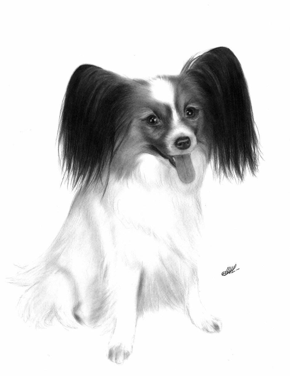 Папильон чëрно белый