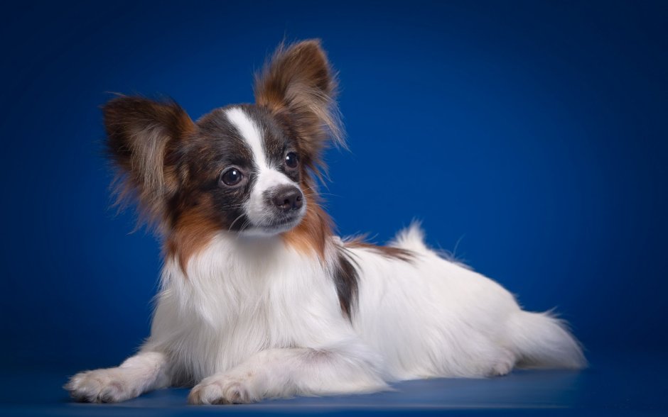 Папильон собака черный