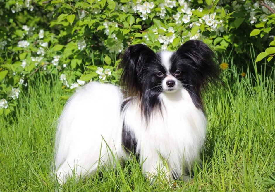 Королевский Папильон собака картины