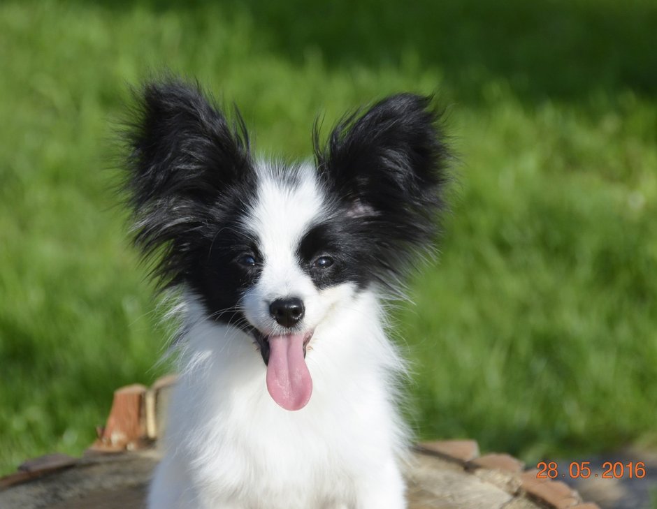 Папильон черный полностью