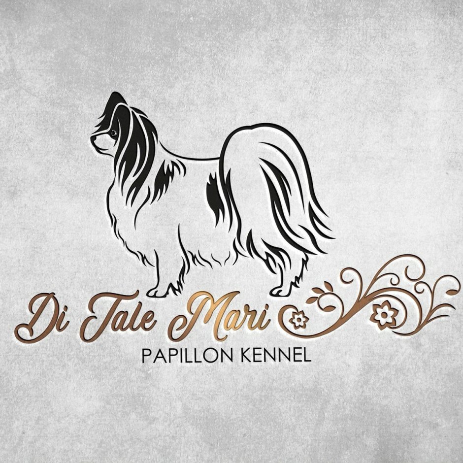 Папильон бабочка спаниель