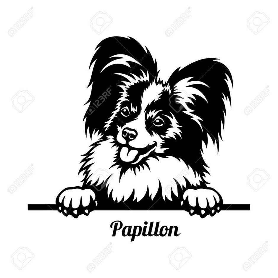 Папильон собака