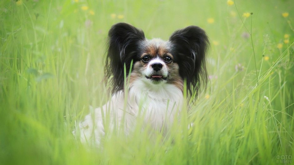 Папильон шоколадка