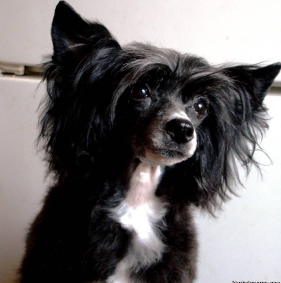 Папильон (континентальный той-спаниель)