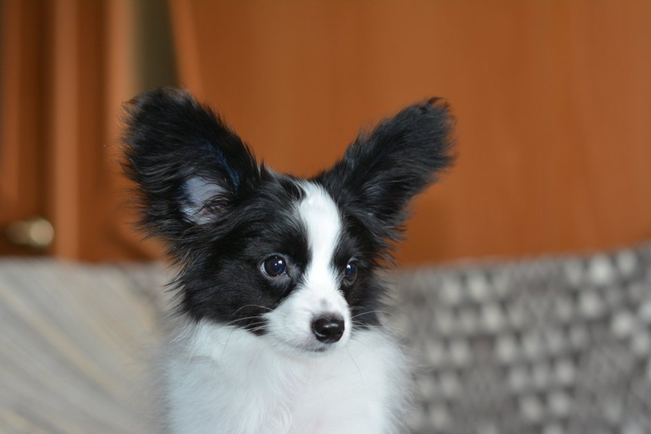 Чёрный Папильон пушистый