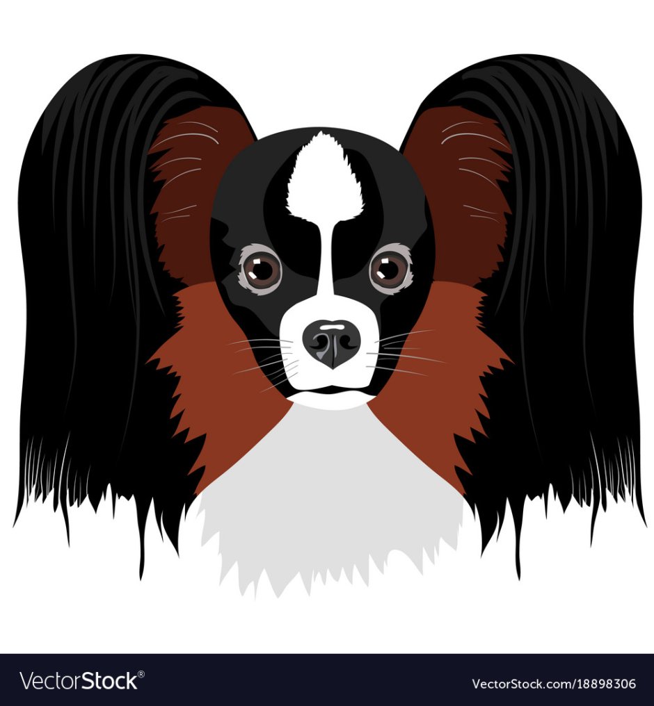 Папильон белый