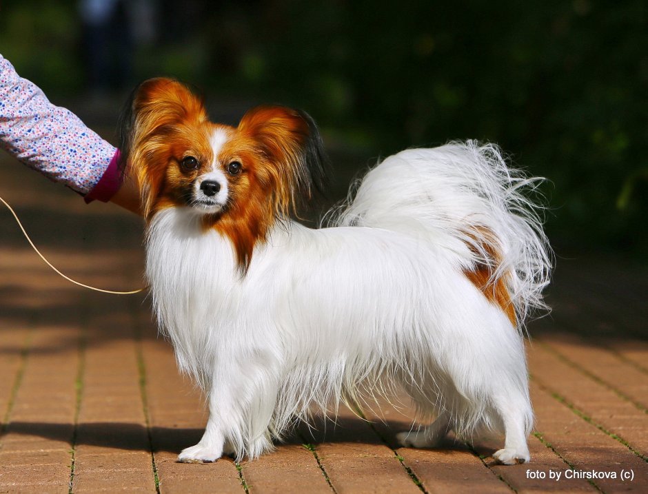 Собака Папильон черно белая фото на белом фоне