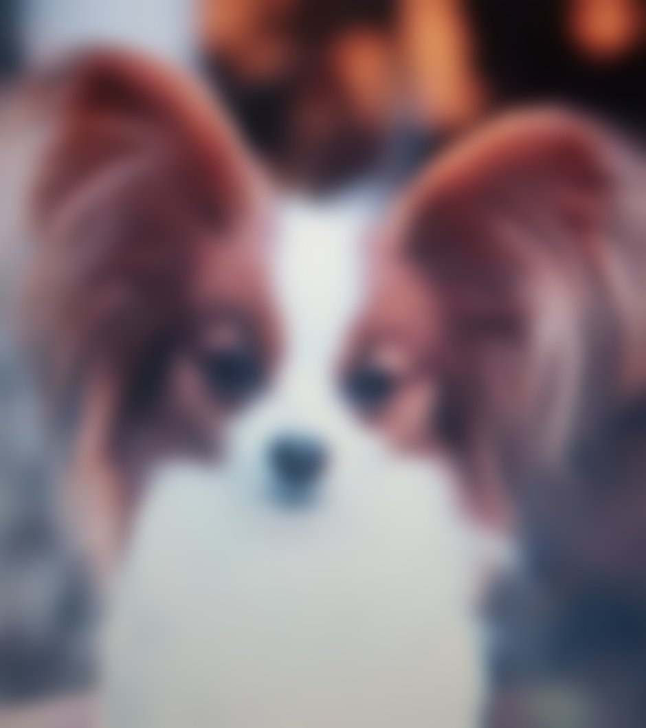 Папильон стоит на задних лапках