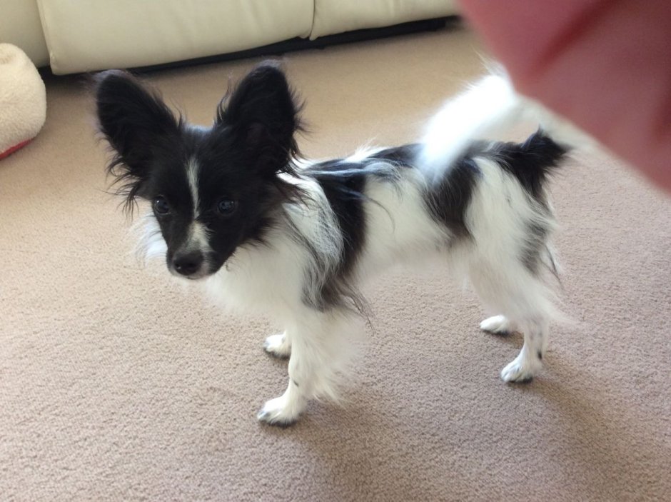 Логотип Папильон