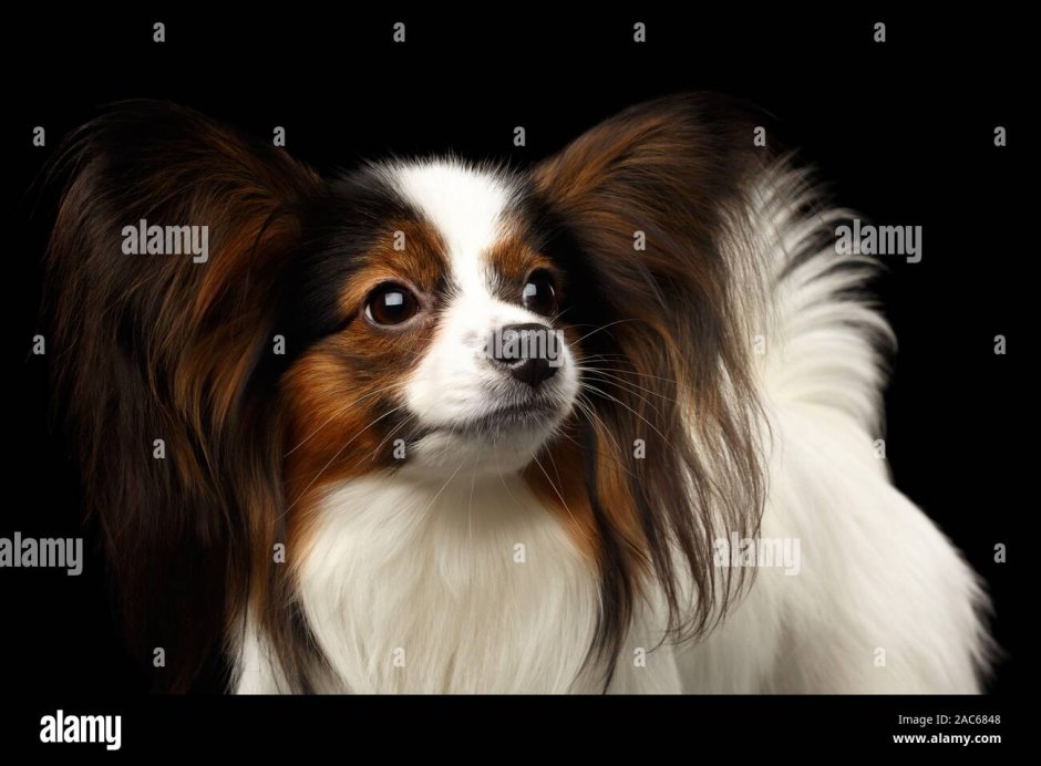 Собака Папильон черно белая фото на белом фоне