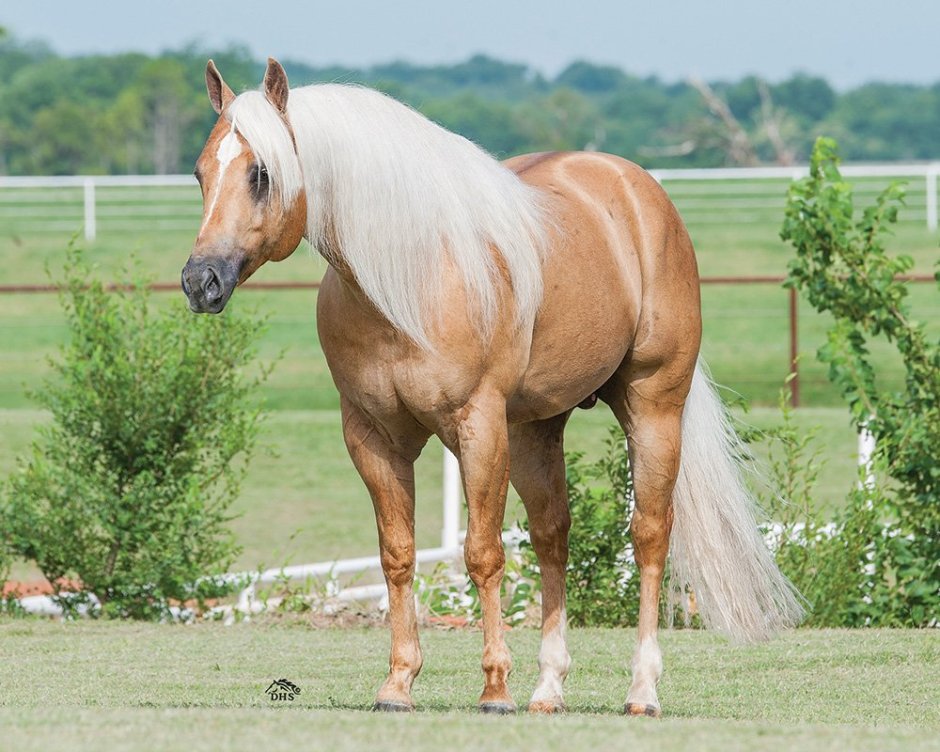 Bavarian Warmblood лошадь