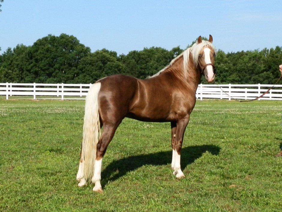 Irish Horse Breed