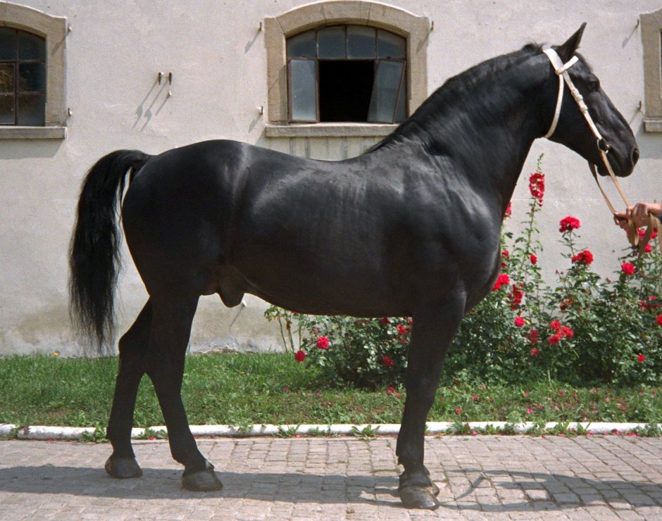 Пегий марвари