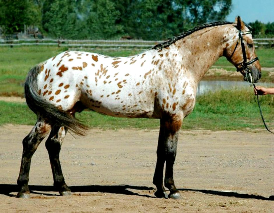 Лошадь породы Камарилло