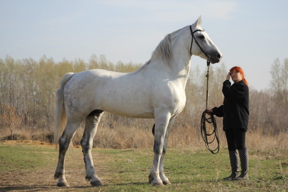 Фризская кобыла Breyer