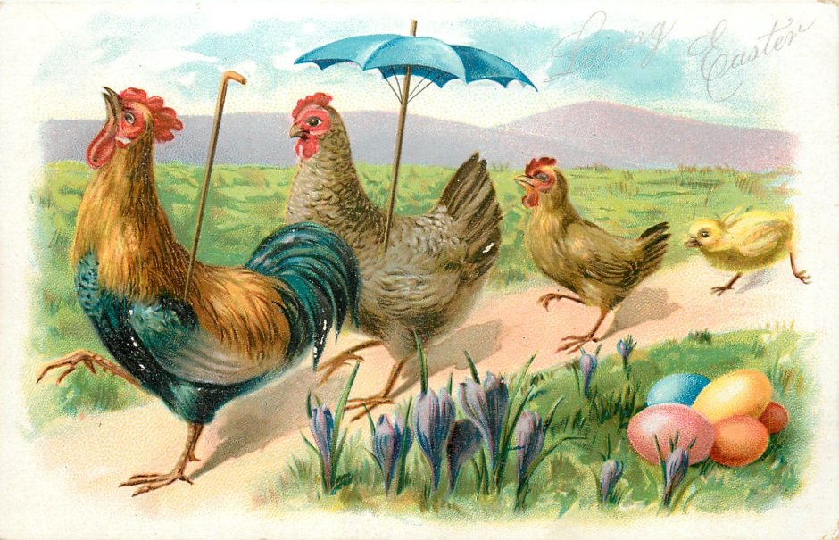 Петух курица цыпленок