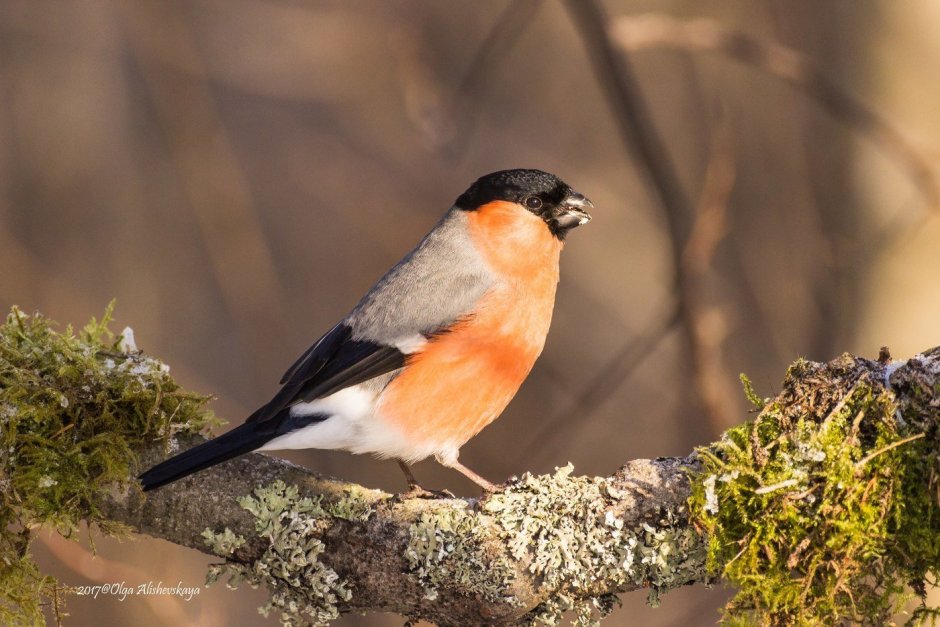 Лесные птицы Карелии