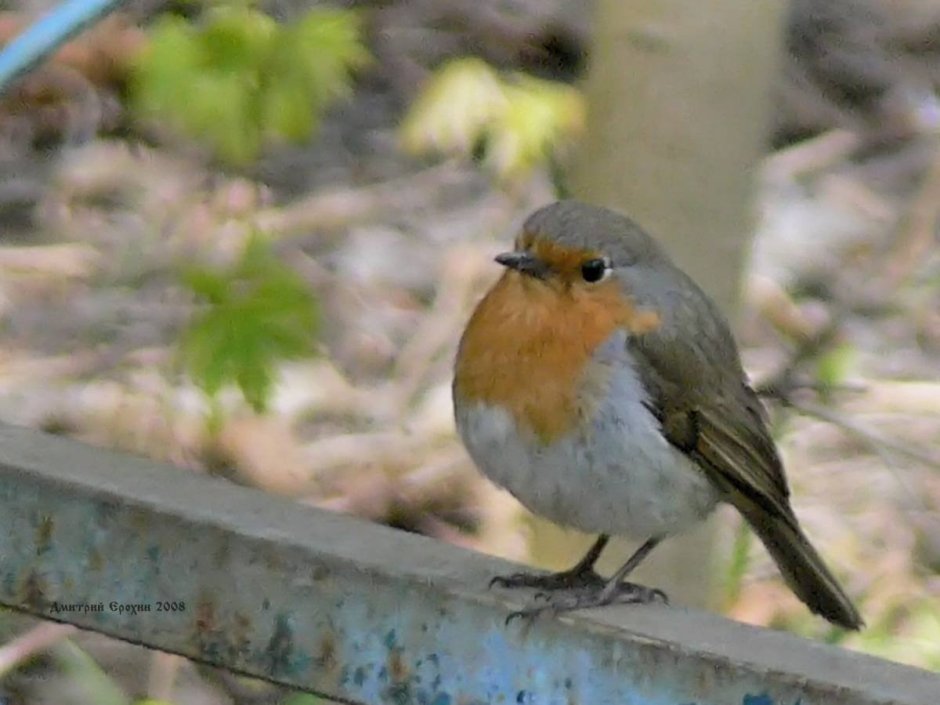 Лесные птицы Карелии зимующие