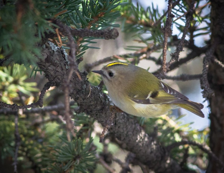 Пухляк сероголовая