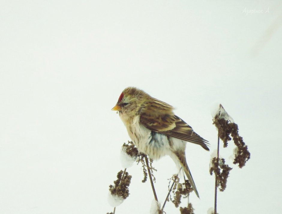 Птицы Подмосковья Юрок