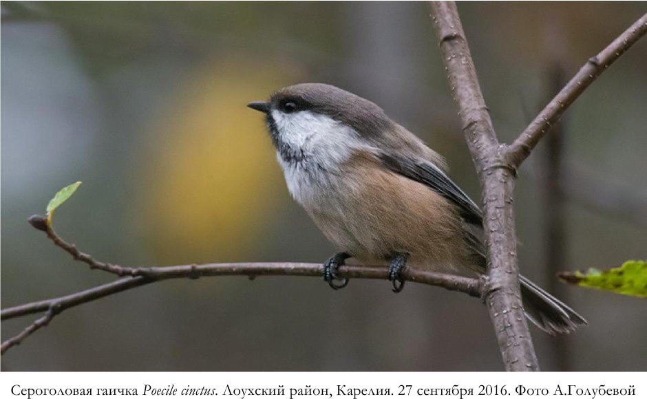 Птицы Карелии Карелия