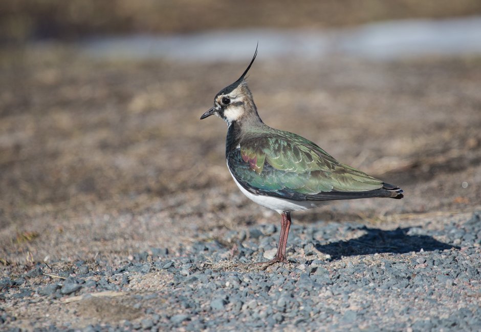 Желтоголовый Королек птичка