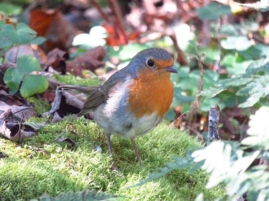 Пернатые Карельский перешеек